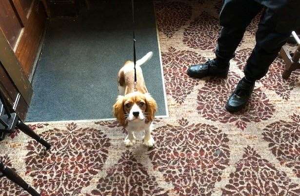 Albie, the pub puppy, was quite happy to pose for photos, providing it didn’t delay his walk