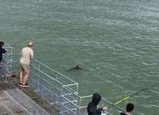 Ian Callaway was with his friends on the pier when the mammals appeared. Picture: Mark Thursten