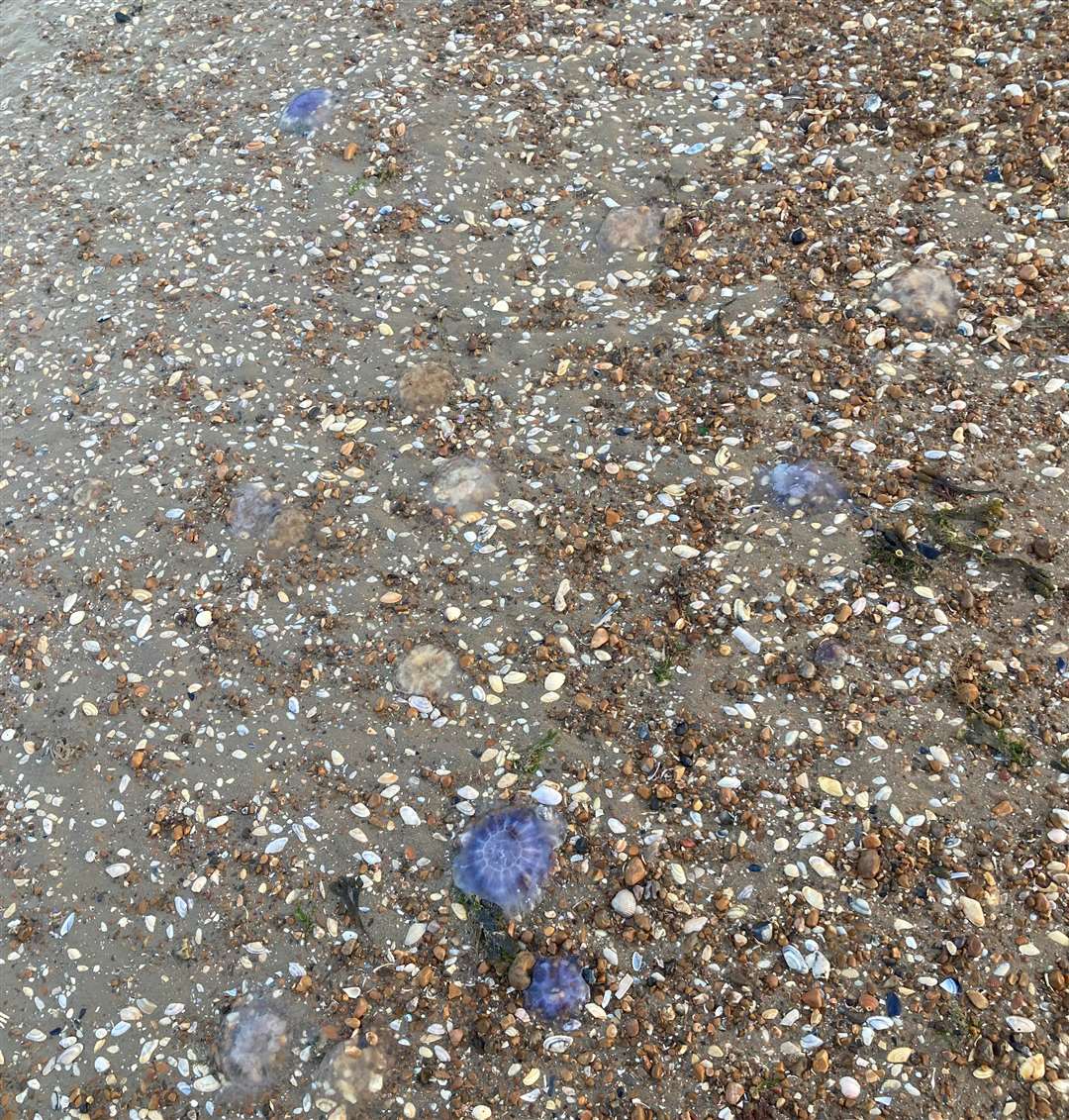 The jellyfish are scattered around the beach. Picture: Jenni Regan