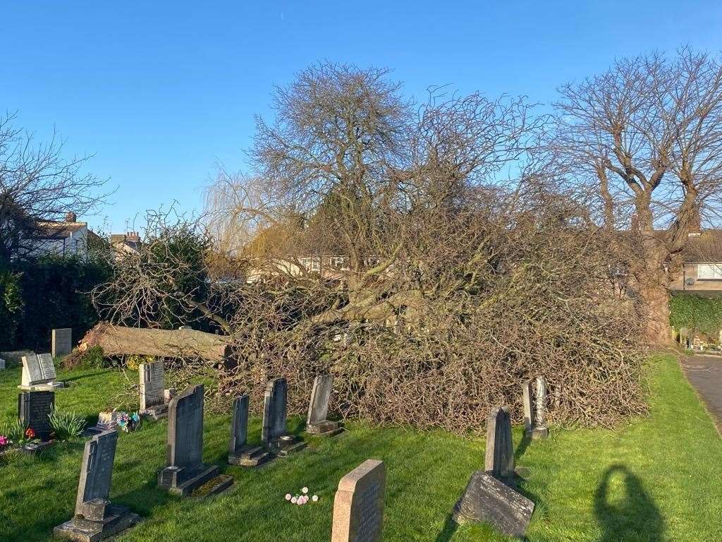 A toppled tree has fallen onto graves at Gravesend cemetery in Old Road West