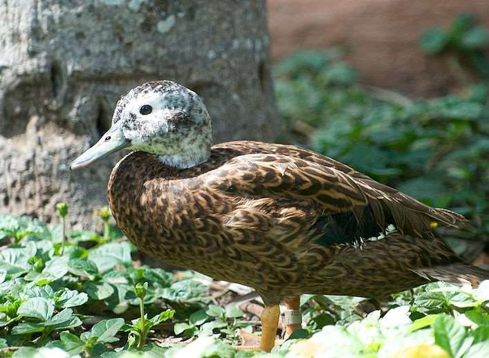A Laysan Teal duck was stolen during the theft Credit: Kanalu Chock