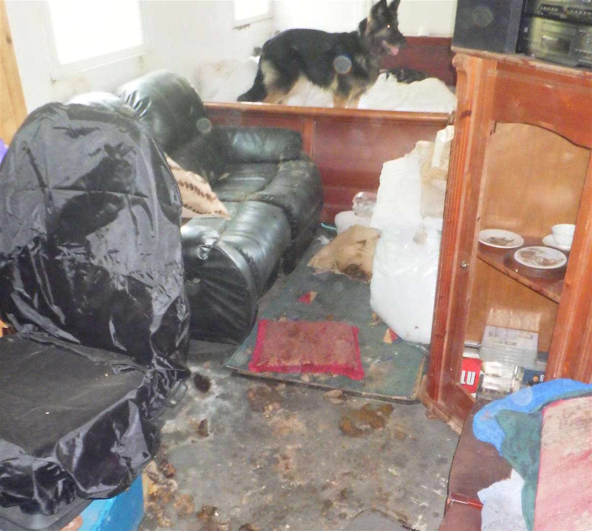 Dogs were kept in rooms with surfaces and furniture covered in excrement and, in most cases, without water