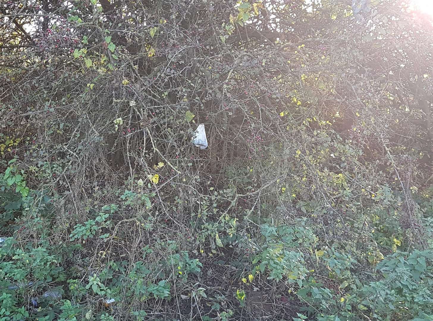 A bag of poo left by a lorry driver hanging on a tree