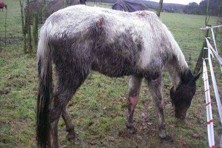 This horse was found collapsed near a footpath in Swanley
