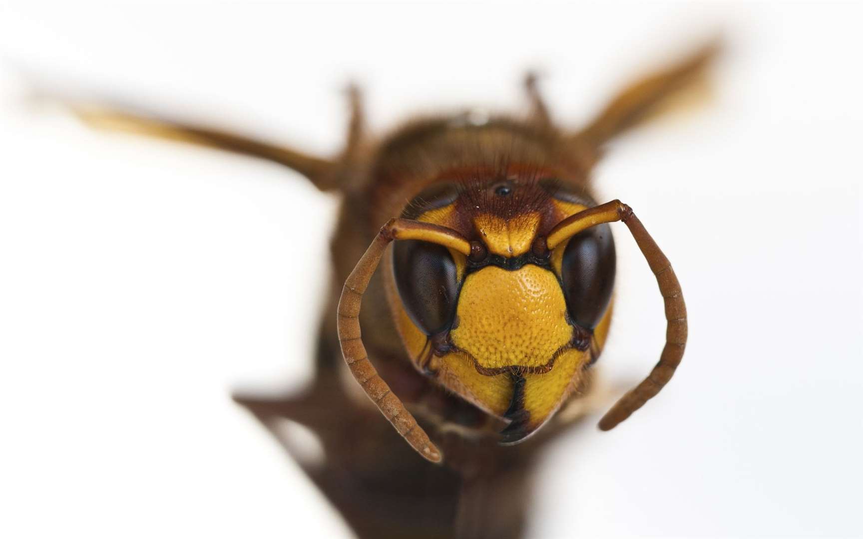 Asian hornets have already taken hold in France