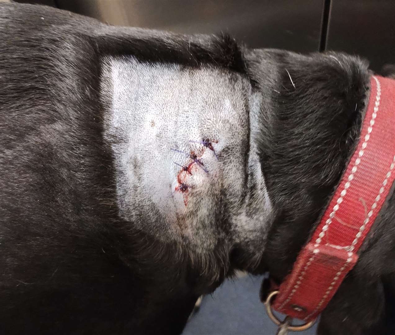 Dolly needed stitches in her neck following the attack