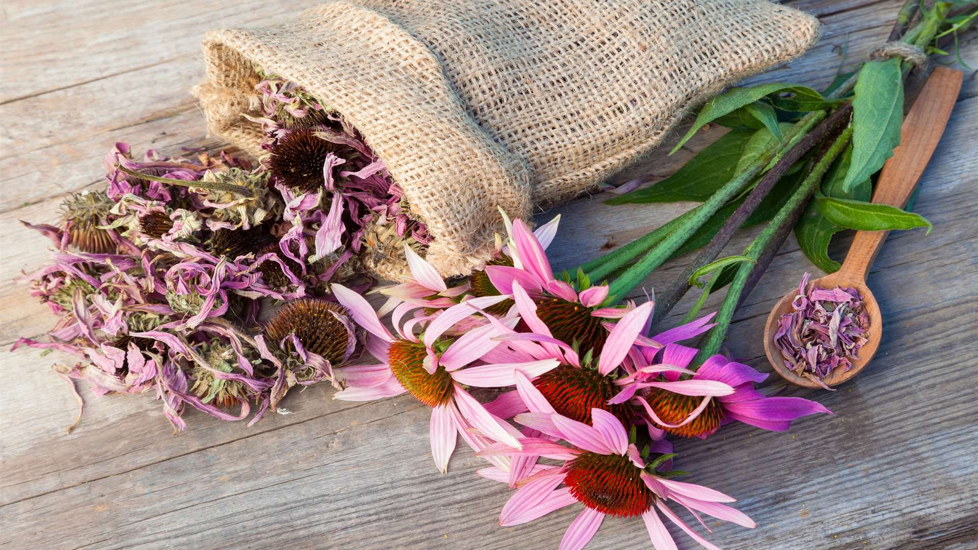 Healing coneflowers and dried echinacea