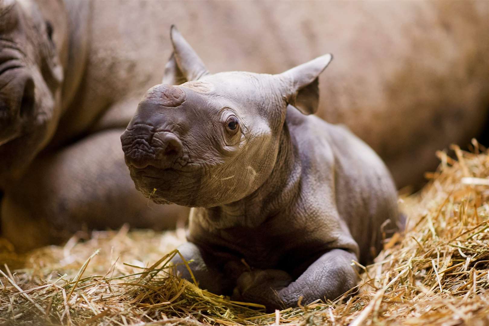 The 40th black rhino born at Port Lympne in 2018