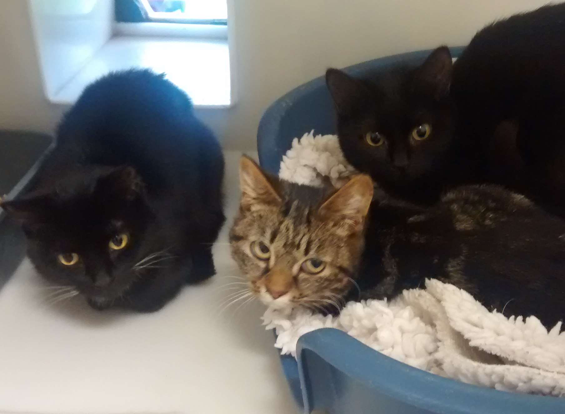 These kittens were dumped behind a toilet block in Tonbridge. Picture: RSPCA