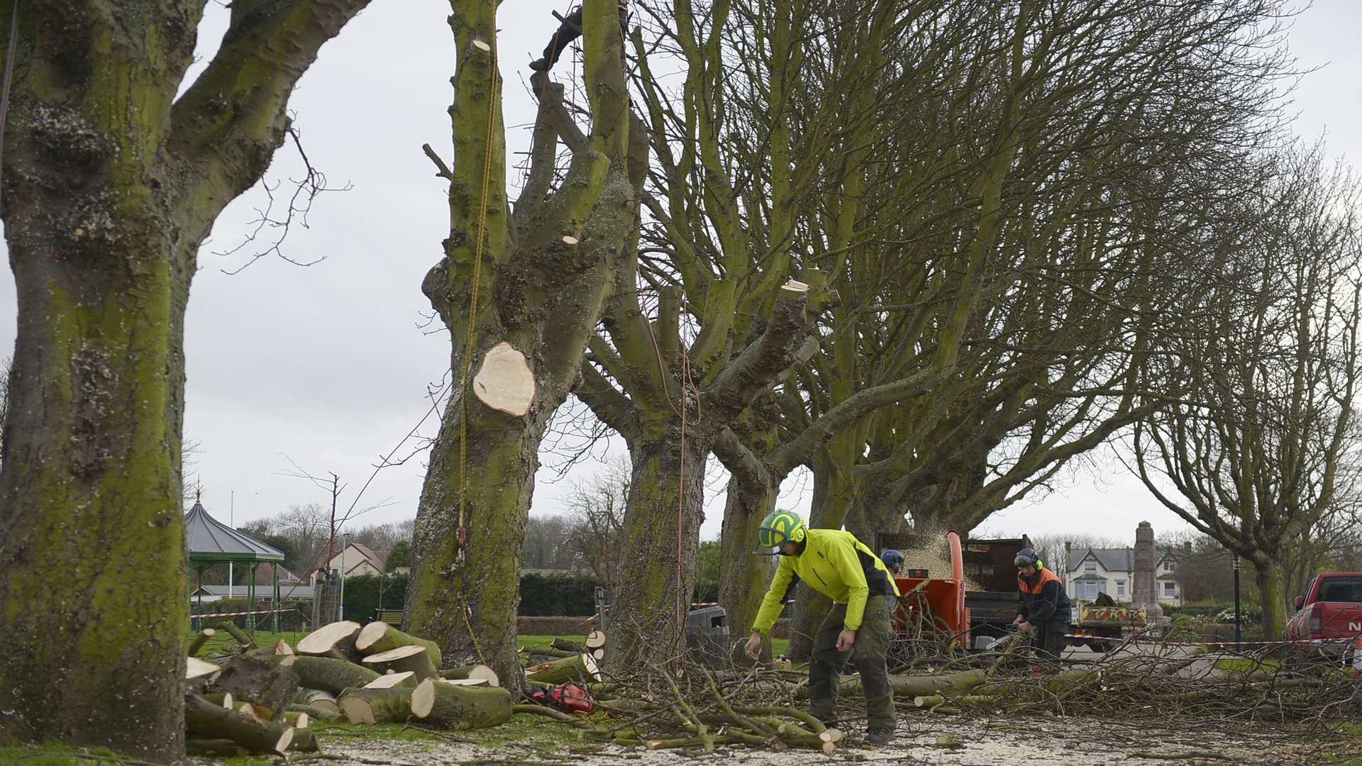 Contractors at work cutting down diseased trees in Herne Bay's Memorial Park