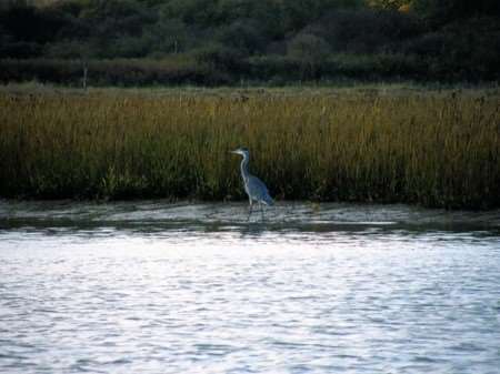 At risk - a heron at Pegwell Bay, Ramsgate. Picture: Colin Miles