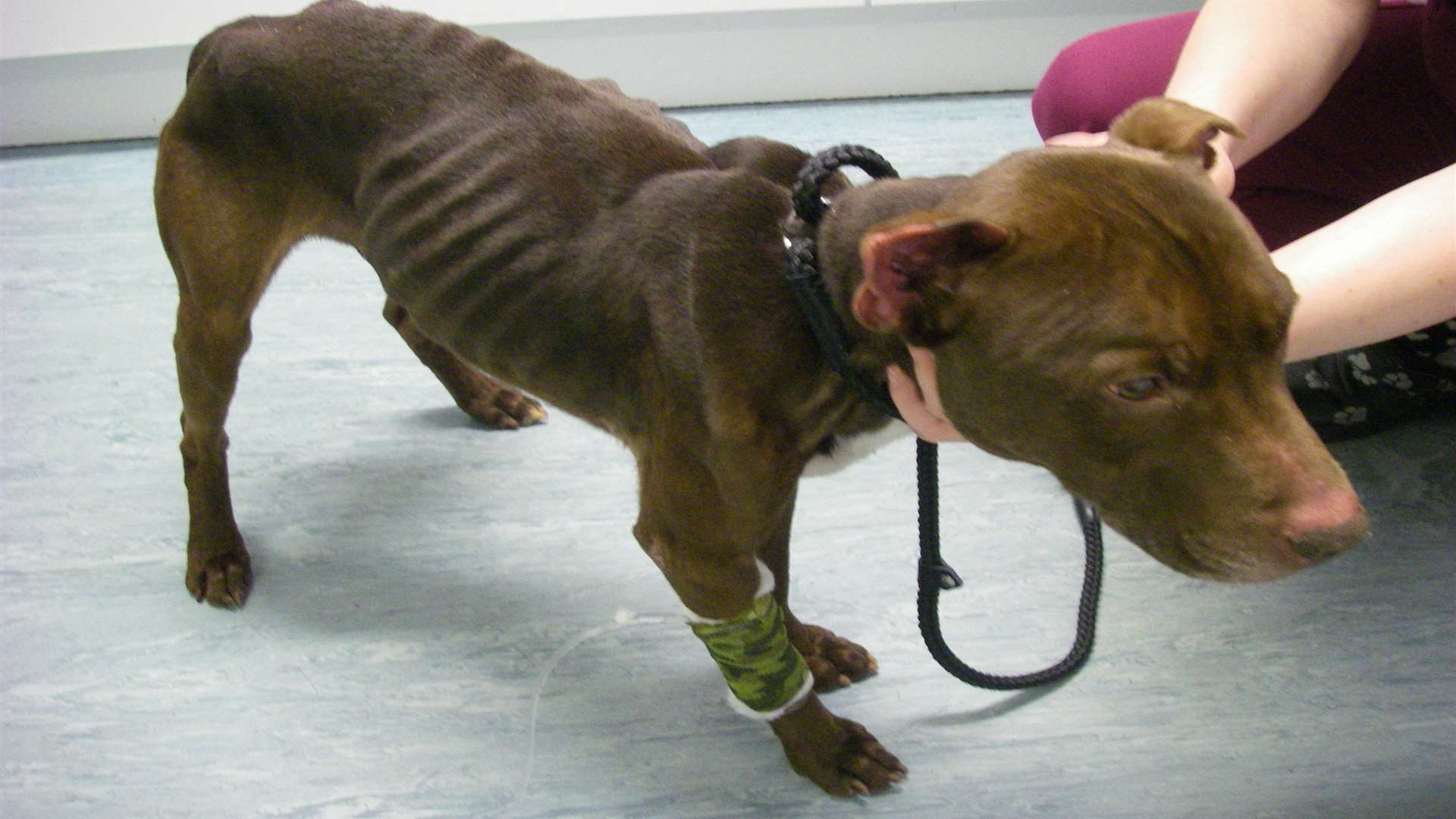 Rouger, a chocolate-coloured bull-breed dog was found starving in Delamark Road, Sheerness