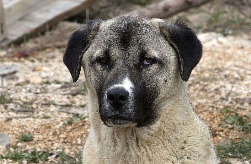 An Anatolian shepherd dog. Stock image. Picture: Zeynel Cebeci