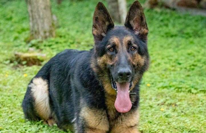 Police dog Eli sniffed out two suspected thieves in the same morning this week. Picture: Kent Police