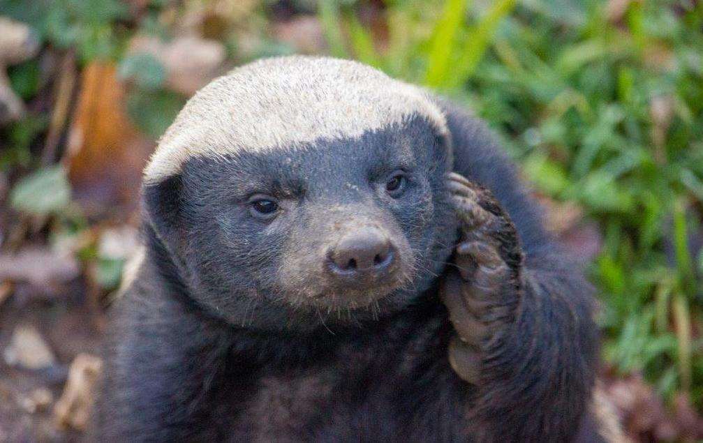 See Kent's only honey badgers at Howletts