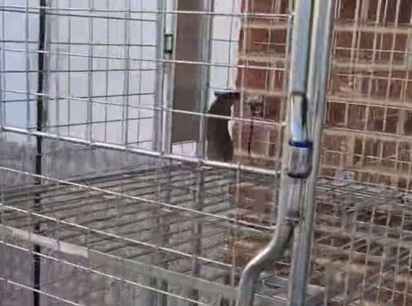 A rat was stuck in a metal rolling cage in the video. Picture: Jamie Jones