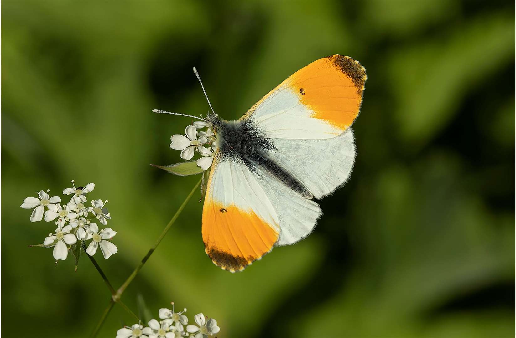 Butterfly numbers are thought to be down this year because of last year’s heatwave. Image: iStock.