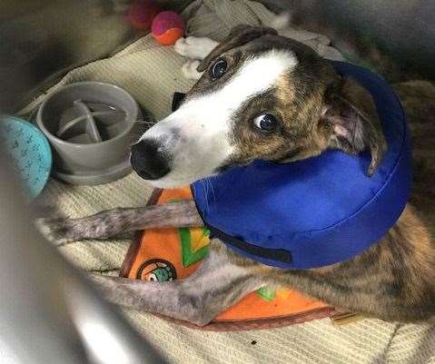 Stanley the lurcher is recovering well after he was dumped over a fence into a Dartford garden in January. Picture: RSPCA