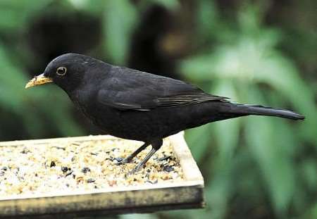Blackbirds are doing well in Kent, but could decline due to climate change. Pictures: RSPB