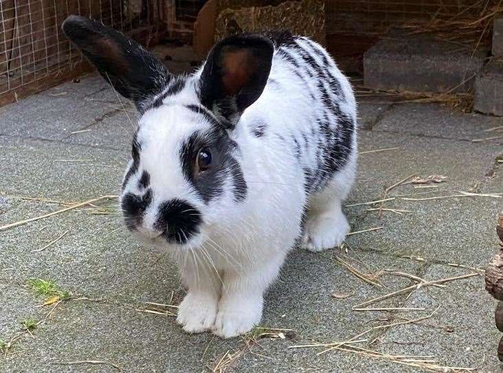 Inky was one of the rabbits rescued by the RSPCA