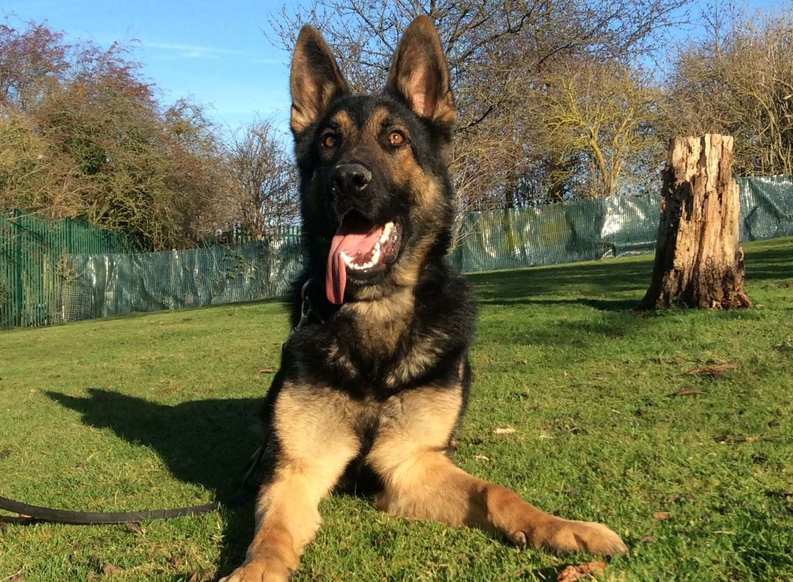 Police dog Eli sniffed out the suspect