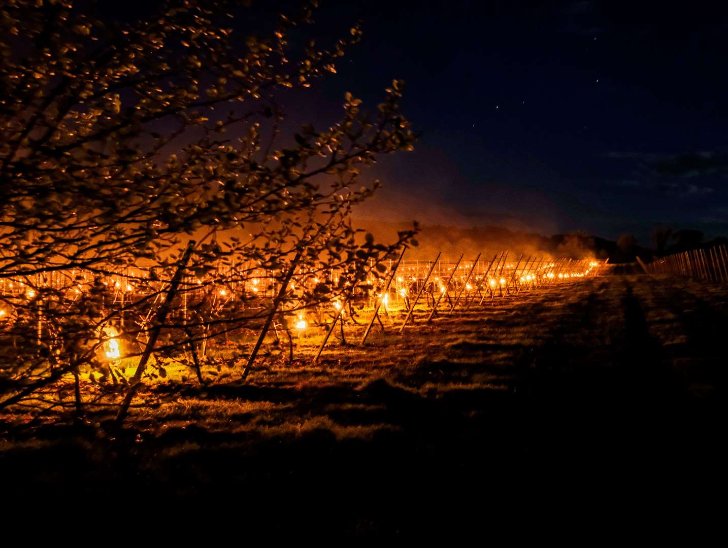 The candles used to keep frost off the buds cost £8 each. Picture: Helen Power / Simpsons Wine Estate