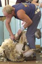 Sheep sheering will be demonstrated