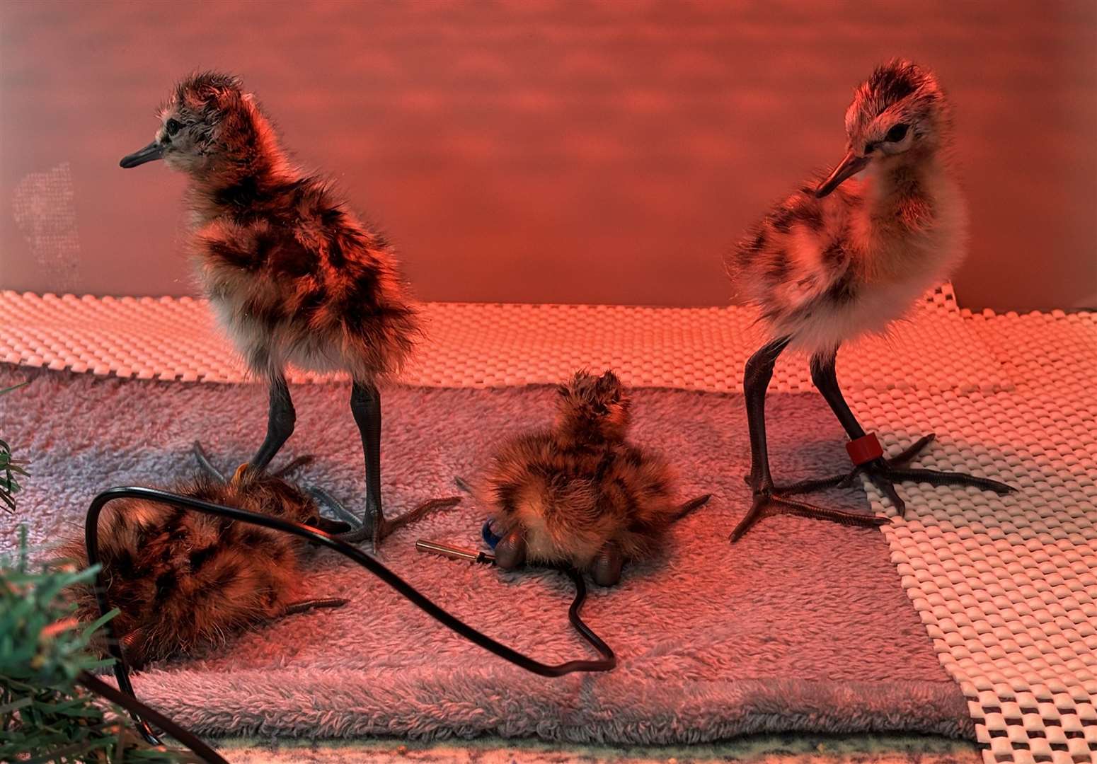 Godwit chicks underneath a heat lamp (William Costa/ WWT/ PA)