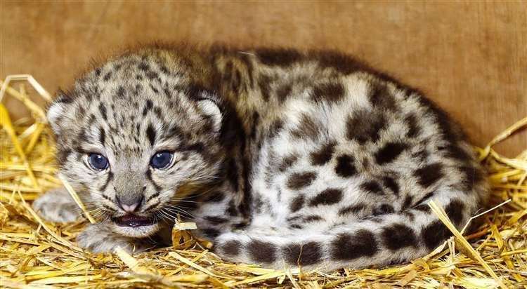 The little cub has started to test the patience of mum, Laila. Picture: Big Cat Sanctuary