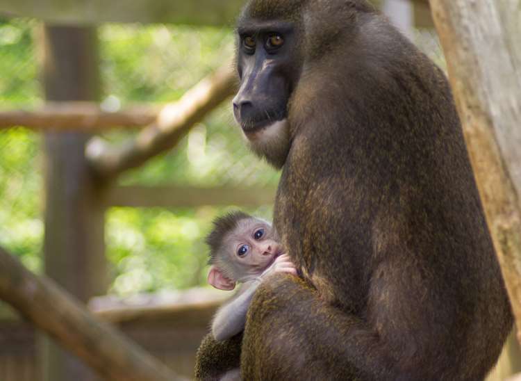 Baby drill monkey, Nyombe was born at Port Lympne in 2017