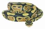 It may be a python similar to this that attacked the dog