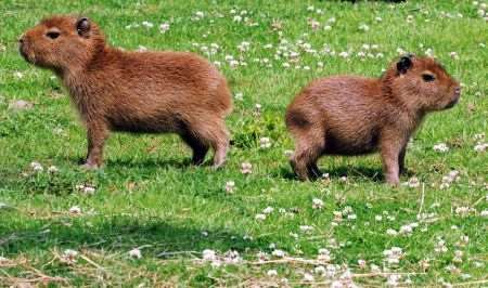 capybara pups