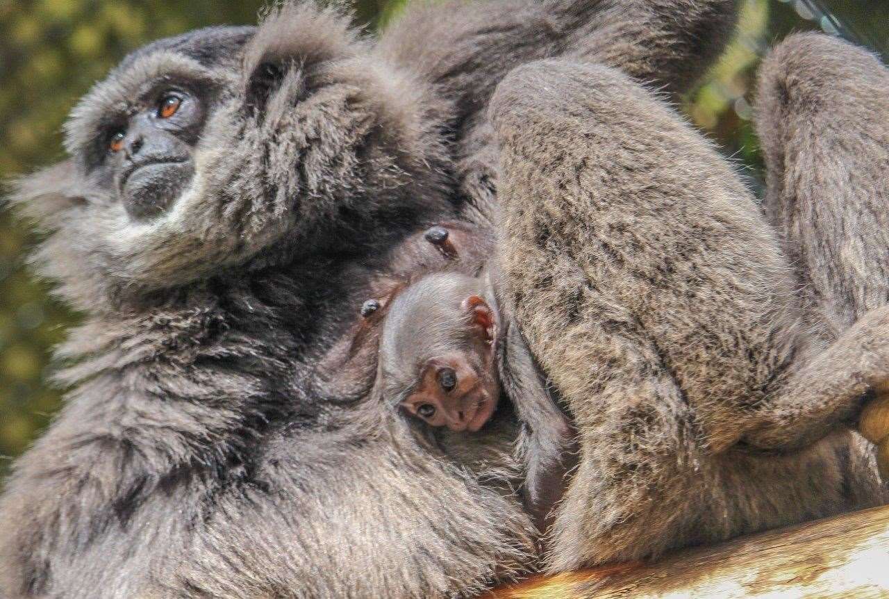 A baby gibbon is born at Howletts Wild Animal Park (11232718)