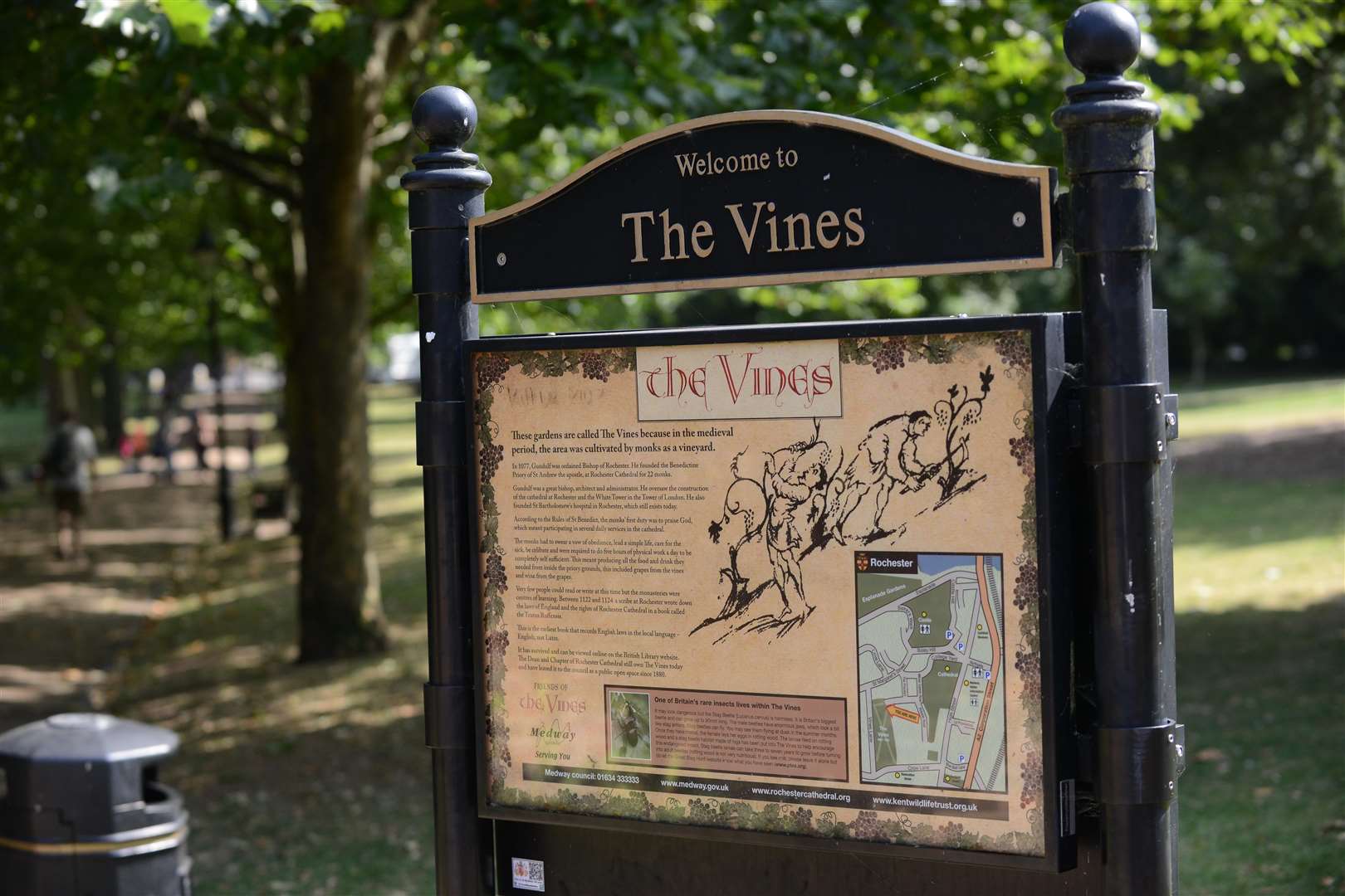 The Vines in Rochester