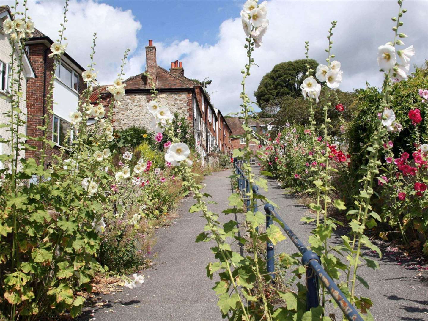 The stunning hollyhocks are loved by both residents and visitors to Hythe