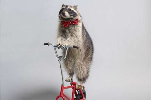 The raccoon can also ride a bike