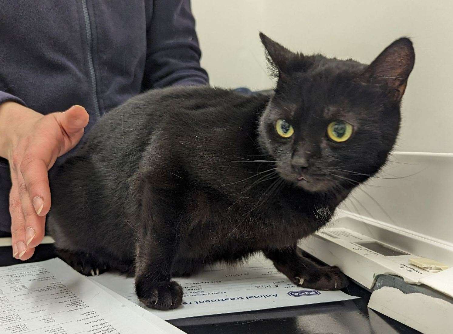 One of the cats found behind the bins in Gillingham. Picture: RSPCA