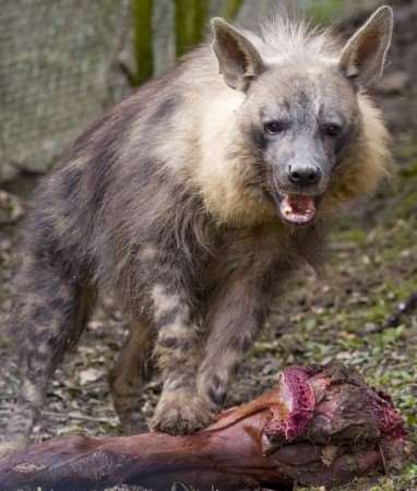 One of the two rare brown hyenas