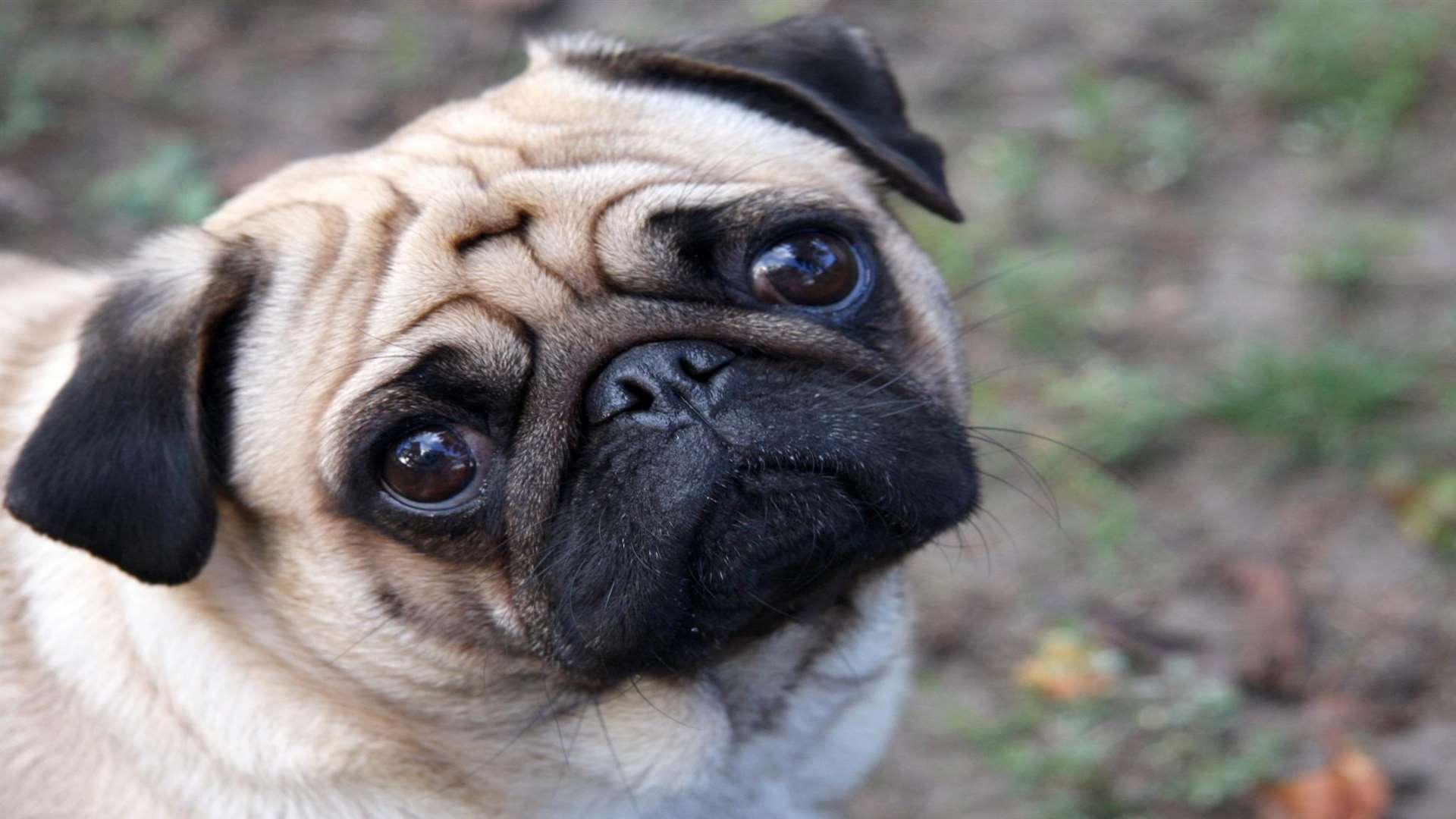 A pug. Library image.