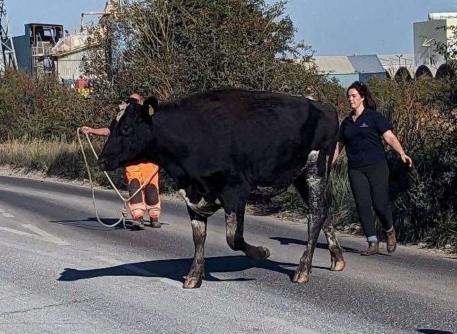A bullock had to be rescued after getting stuck at Ridham Dock in Iwade. Picture: RPSCA