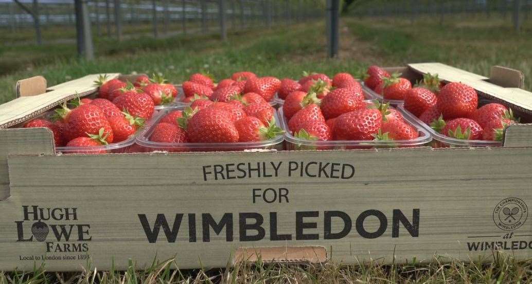 Strawberries destined for the championship