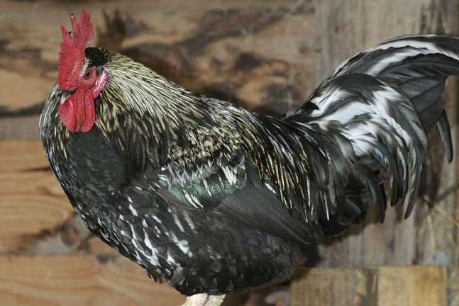 The wild cockerel, which lives in fields off Scocles Road, Minster, was threatened with "removal"