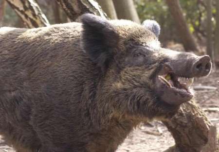 Distant relatives of Wildwood's resident male boar Boris stand to be better protected by new Government legislation. Picture: CHRIS DAVEY