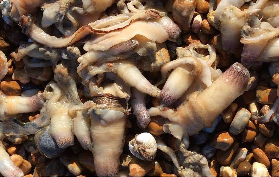 The shell fish has washed up on Littlestone beach. Picture: Romney Marsh Countryside Partnership