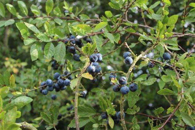 Sloes ready to be harvested