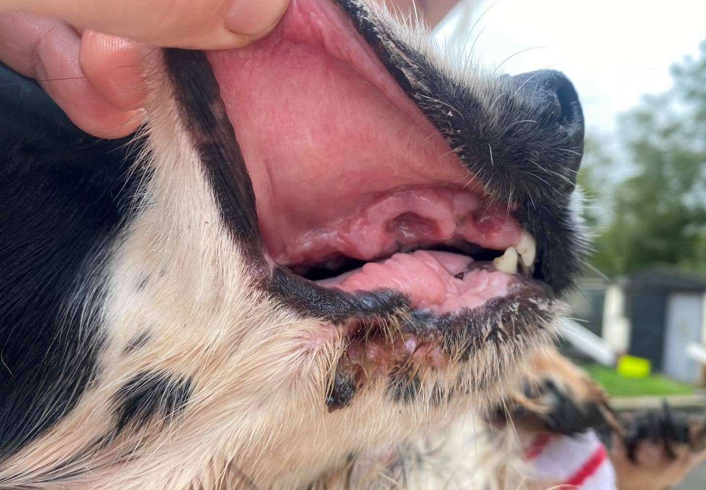 She was taken to the vets where she had surgery to remove all but two of her teeth