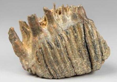 A mammoth tooth found in a gravel pit in Ashford is to be auctioned this week. Picture: The Swan Fine Art
