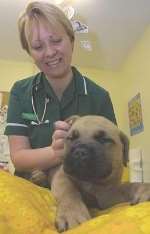 Nurse Beverly Ruggiu with Barnie at the Mote Park Veterinary Surgery. Picture: JOHN WESTHROP