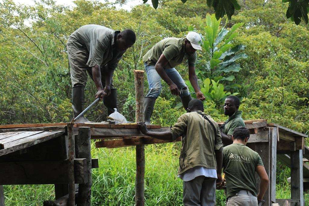 The team prepare for the gorillas' release. Credit: Aspinall Foundation (5589131)