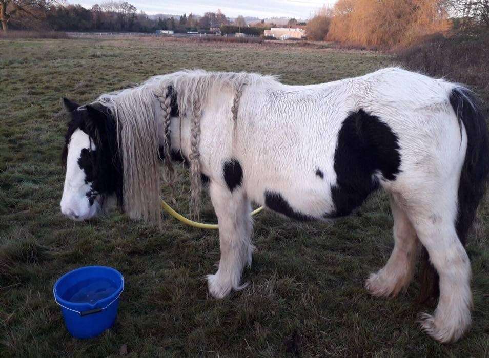 Two horses have been stolen from Charing Heath.